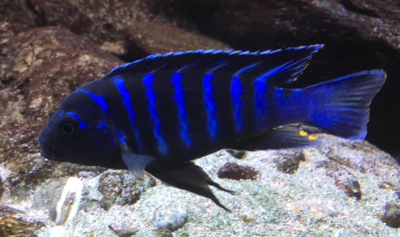 Maylandia sp. 'dolphin' Thumbi Point